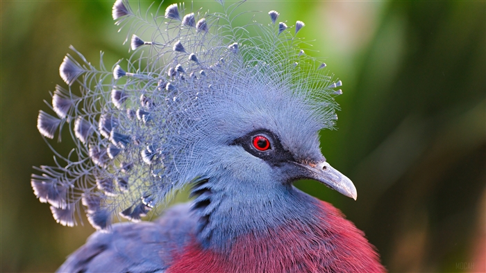 Victoria crowned pigeon with blue feathers and red eye