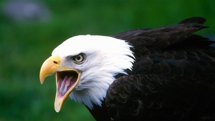 Bald eagle with open beak 4K