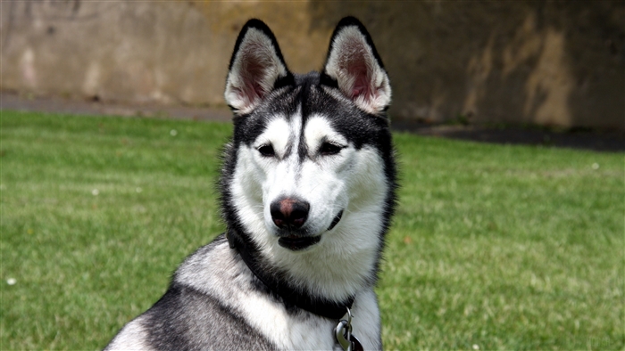 Husky dog sitting on grass