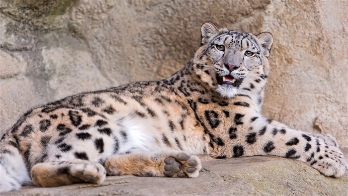 Snow leopard lying on stones showing teeth