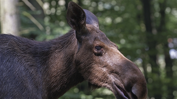 Moose profile in forest 4K