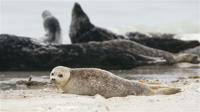 Seal on a sandy beach with other seals in the background