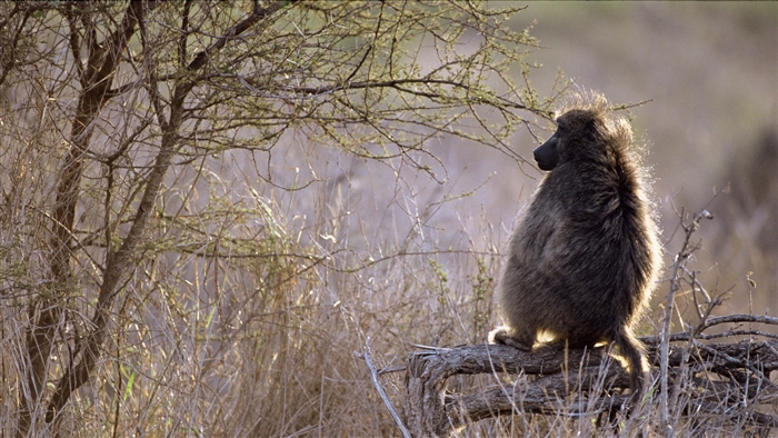 Baboon sitting on a branch in Africa 4K