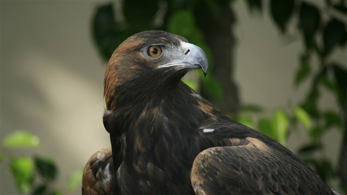 Eagle bird predator 4K