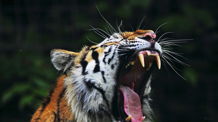 Tiger yawning with sharp teeth