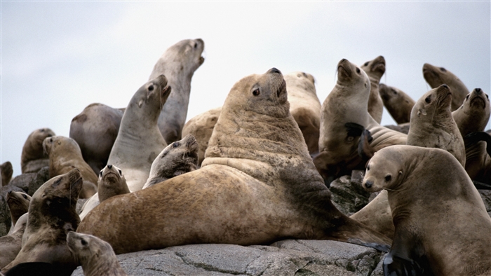 A pack of seals on rocks