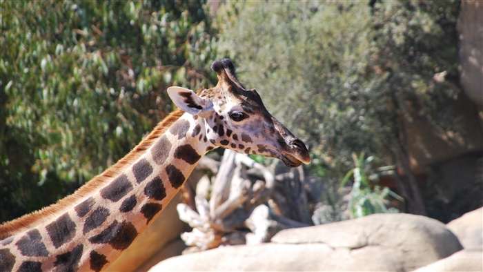 Giraffe face and neck with spots 4K