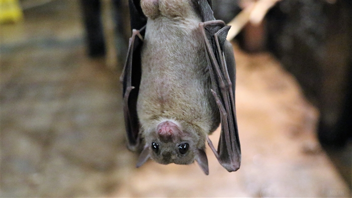 Bat hanging upside down, mammal 4K