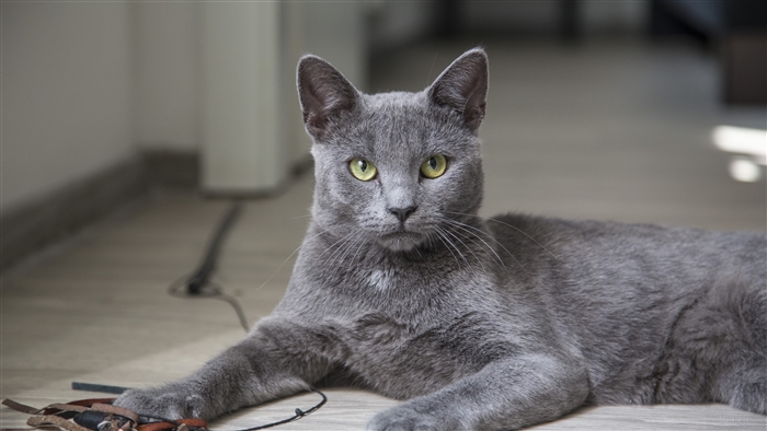 Gray cat lying on the floor