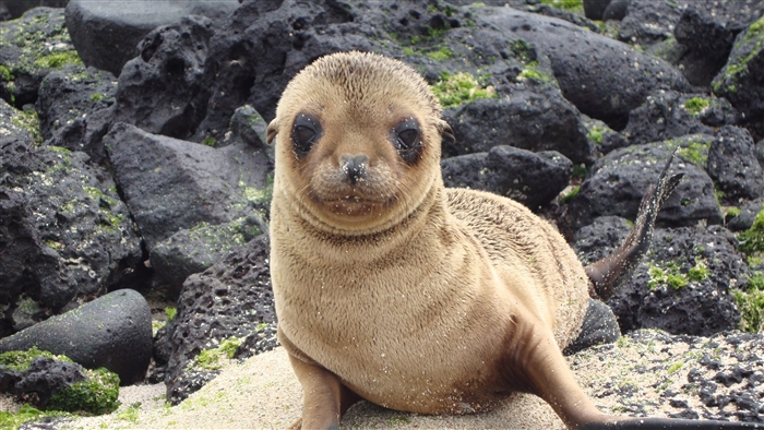 Galapagos Sea Lion Pup on Rocks 4K