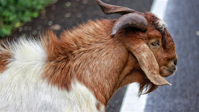 Close-up of a Brown and White Goat with Horns 4K