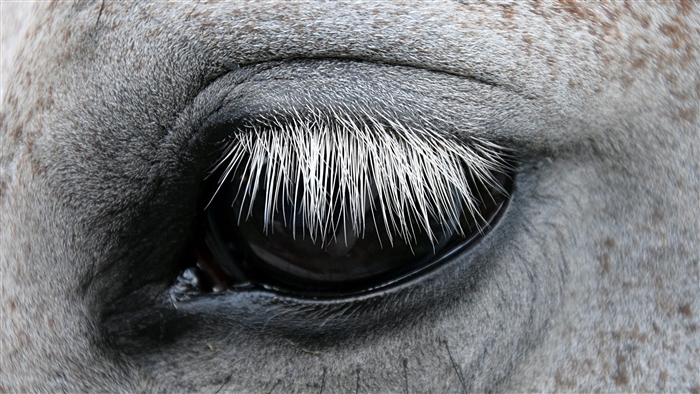 Close-up of a horse's eye with white eyelashes and spotted coat