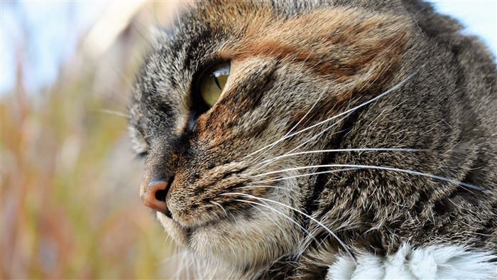 Close-up of a tabby cat's face