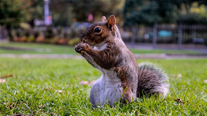 Squirrel eating food on grass 4K