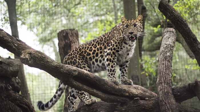 Leopard perched on tree branches in a zoo enclosure