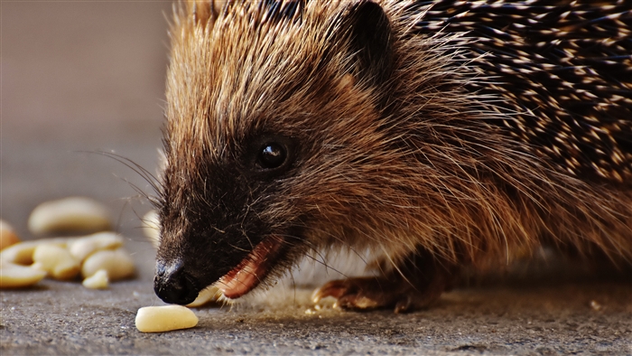 Hedgehog eating food 4K