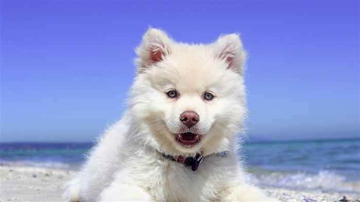 White puppy with blue eyes on a beach