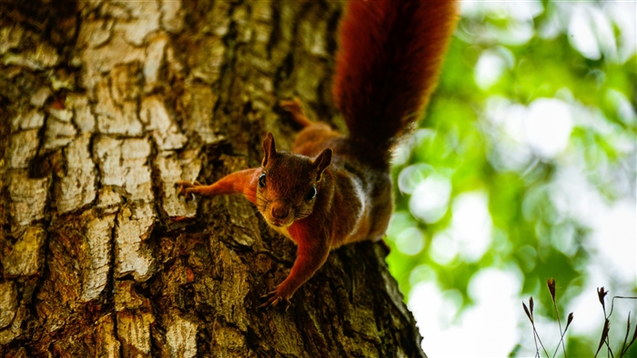 Squirrel climbing a tree