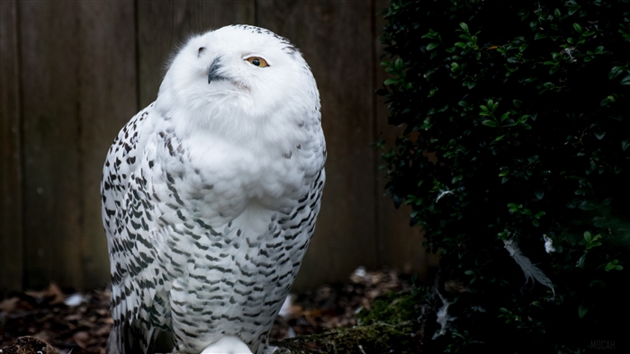 Snowy owl predator 4K