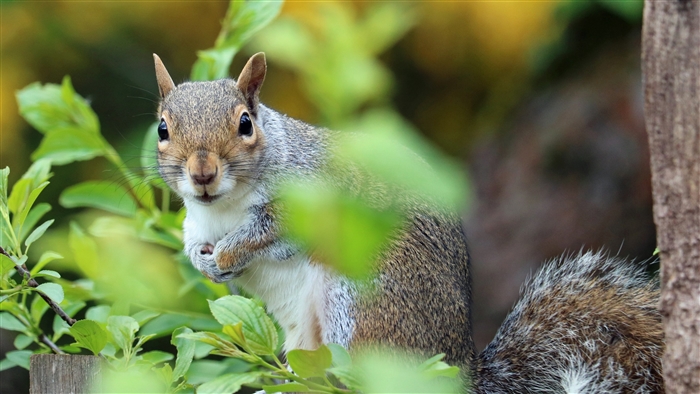 Squirrel in foliage 4K
