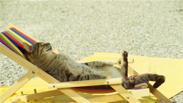 Cat lounging on a beach chair