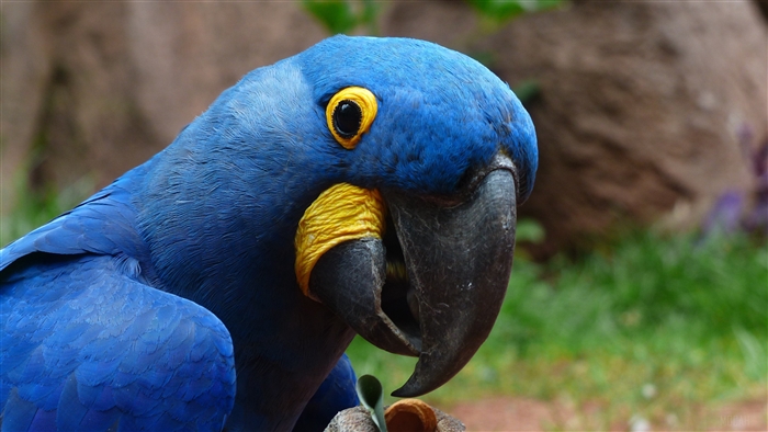 Blue Hyacinth Macaw Parrot Bird 4K