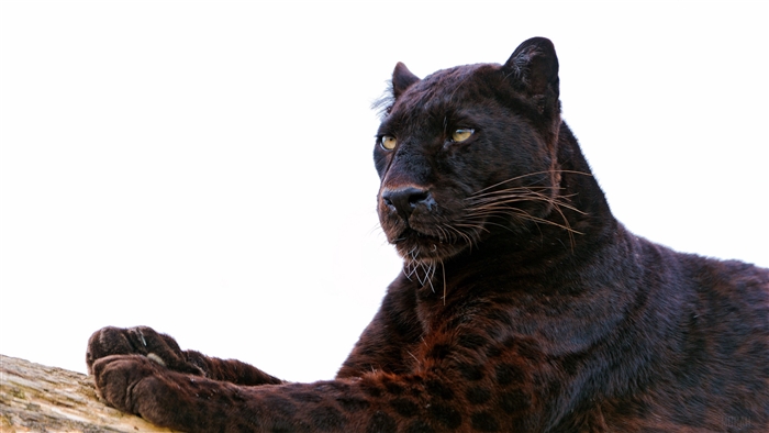 Black Panther lying on a log