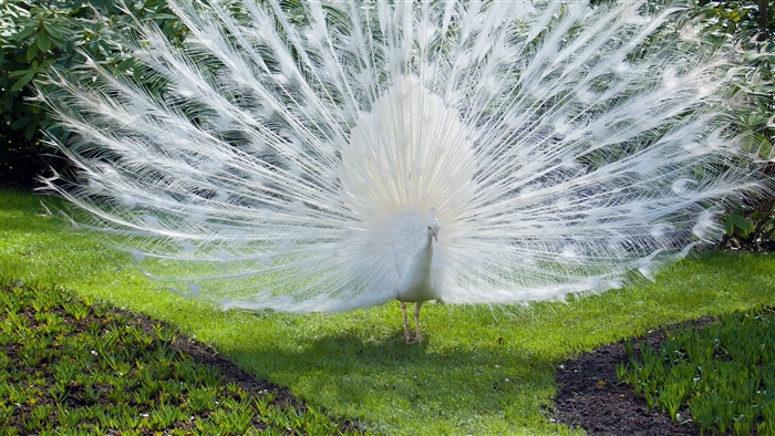 White Peacock displaying feathers 4K