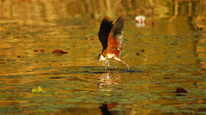 African Jacana bird in flight over water in Botswana 4K