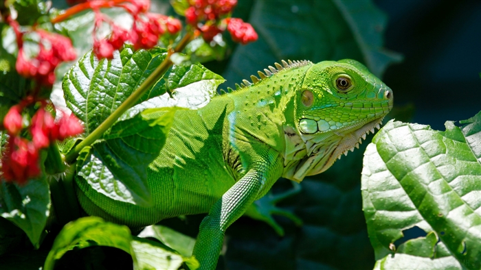 Green iguana on a plant with red flowers 4K