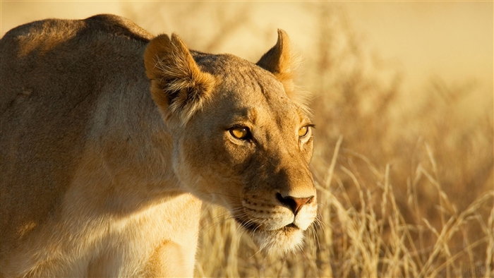 Lioness in dry grass 4K