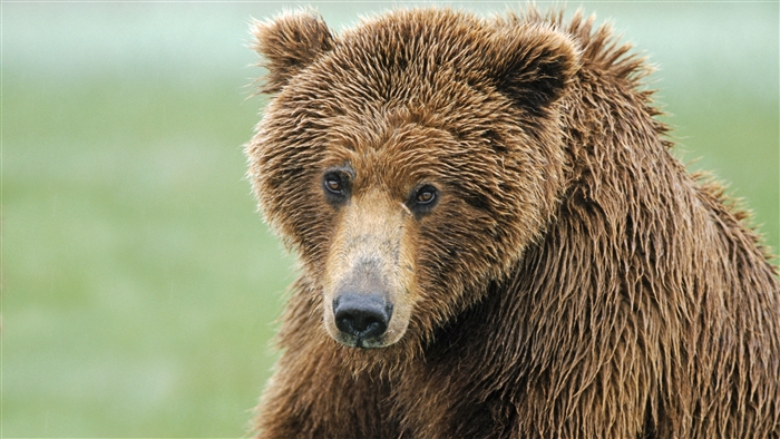 Close-up of a wet brown bear in 4K