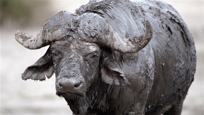 Mud-covered buffalo cooling down