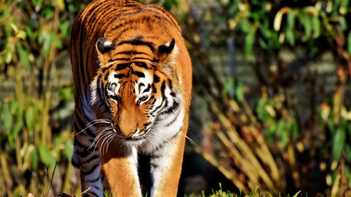 Tiger walking in a forest 4K