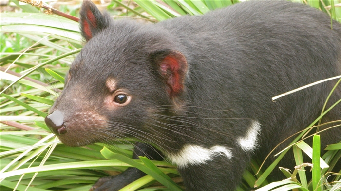 Tasmanian devil in grass 4K