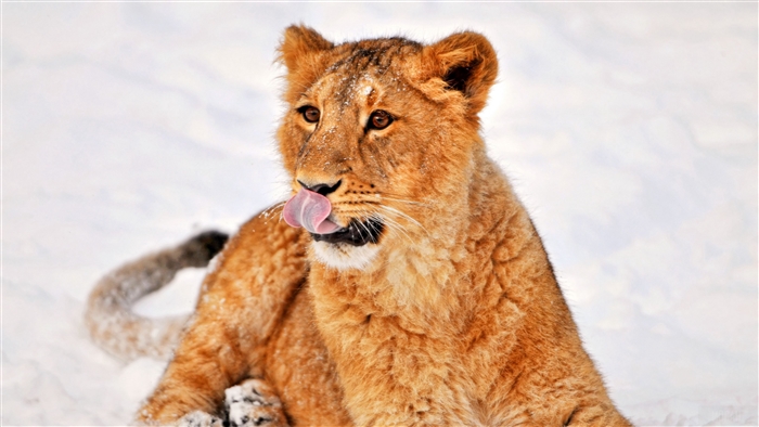 Lion cub in snow licking its nose 4K