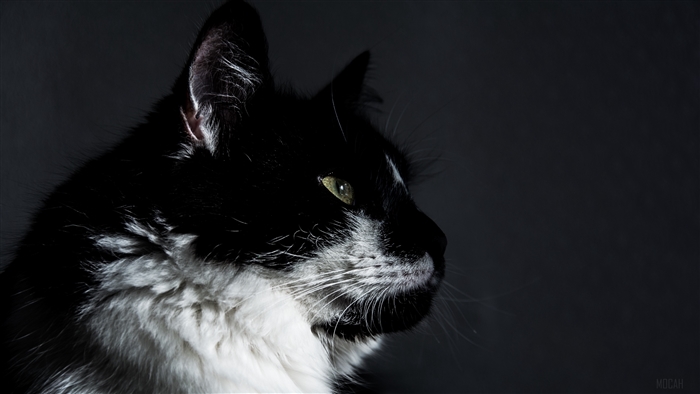 Black and white cat profile 4K