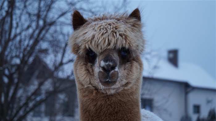 Close-up of an alpaca in the snow
