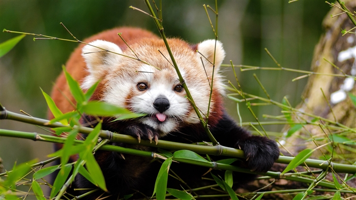 Funny Red Panda Sticking Out Tongue 4K