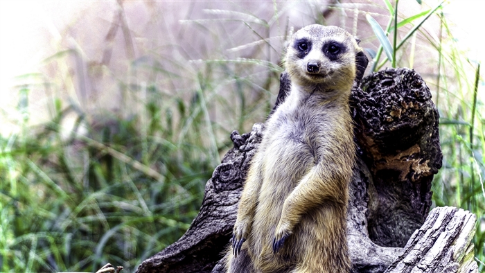 Meerkat posing on a log 4K