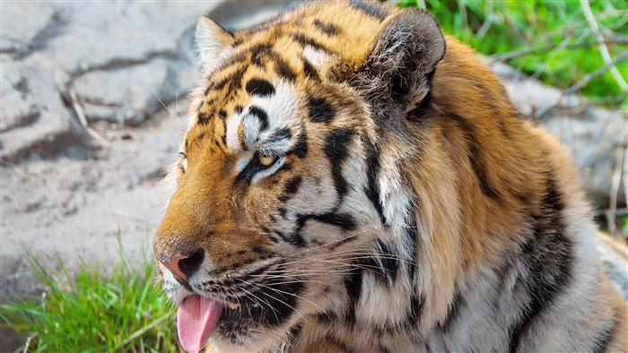 Tiger with Tongue Out 4K