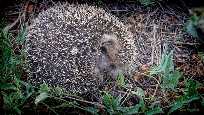 Hedgehog curled up in dry grass and green leaves