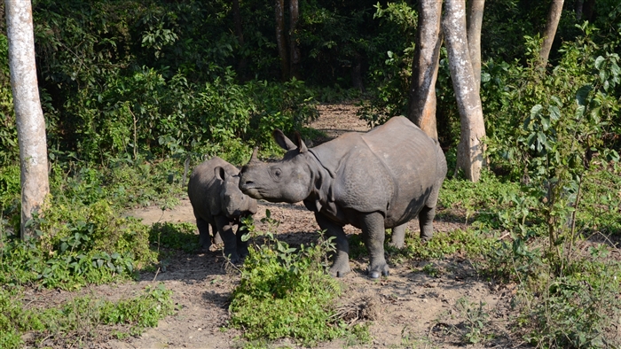 Two rhinos walking in a forest