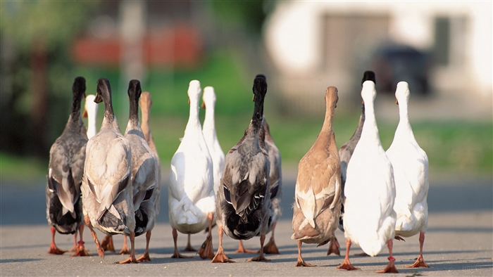 Flock of geese on asphalt 4K