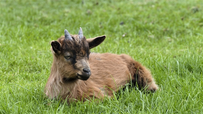 Young goat with horns lying in grass 4K
