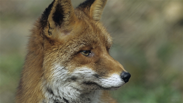 Close up of a fox face 4K
