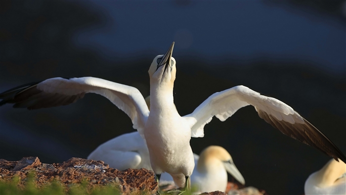 Gannet bird with wings spread