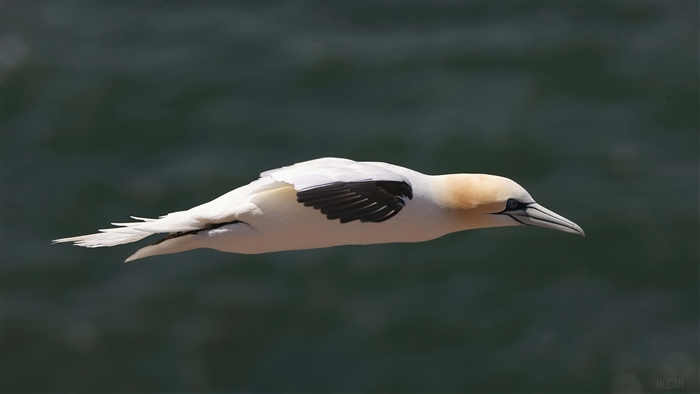 Northern Gannet in flight