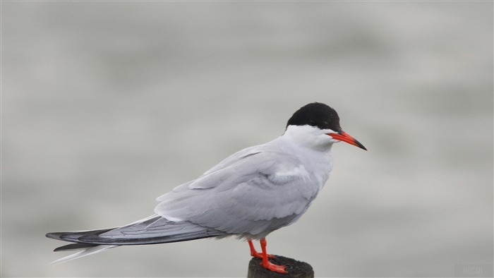 Common Tern perched on a wooden post