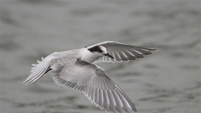 Seagull flying with wings spread